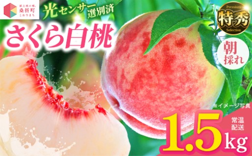 【献上桃の郷】さくら白桃 特秀 約1.5kg