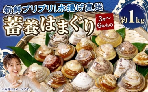 【満天☆青空レストランでご紹介】桑名はまぐり屋 蓄養はまぐり 3年～6年もの 1kg