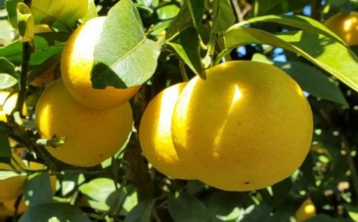 先行予約スタート 🍊