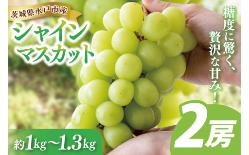 糖度に驚く、贅沢な甘み！水戸市産シャインマスカット🍇✨