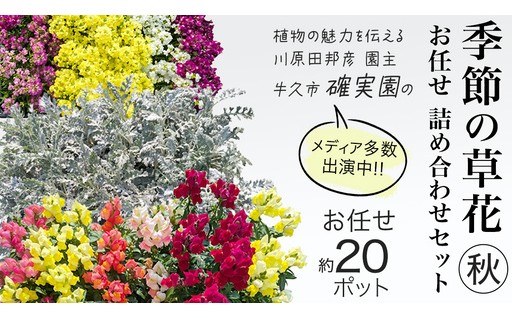 プロが厳選！季節の草花 【秋】詰め合わせセット💐