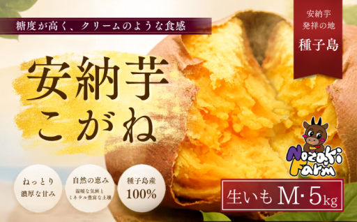 2026年産 【 熟成期間 2か月以上 安納いも】こがね M ５kg