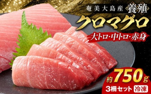 クロマグロ 3柵セット 750g以上