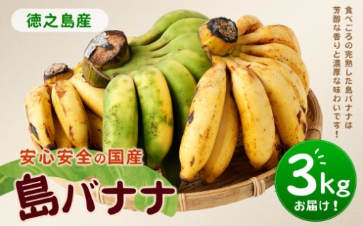 【鹿児島県天城町】【2026年発送】徳之島子宝バナナ 3kg