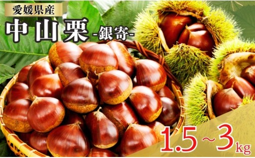 🌰中山栗 銀寄 2Lサイズ 1.5～3kg🌰選べる容量🌰