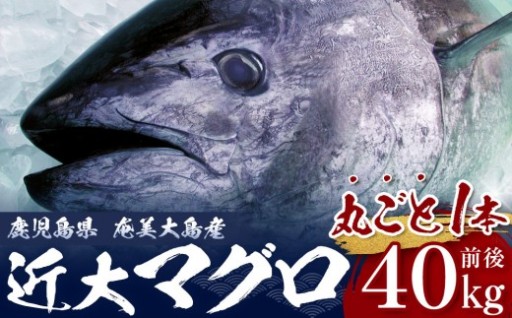 【近大マグロ 1本丸ごとお届け】鹿児島県 奄美大島産 近大マグロ 1本40kg前後