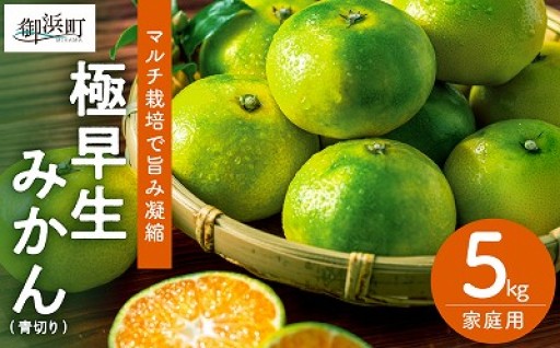 【🟢あまーい🍊青いみかん🟢】ささのうち農園の青切り温州みかん5キロ