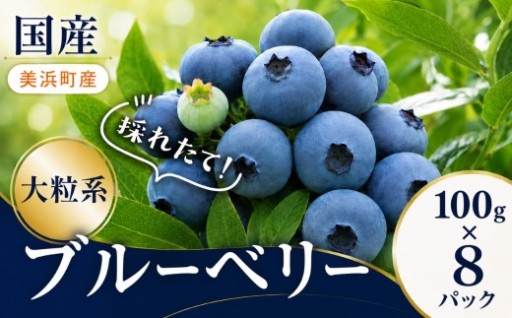 【2027年先行予約受付中】驚きの大粒！愛知県美浜町産ブルーベリー