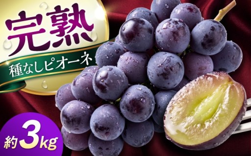 受付は9月中旬まで！熊本の種なしピオーネ3kg