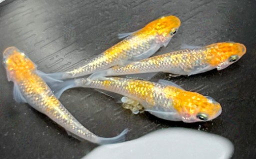 光り輝く極上の美！美郷町産めだか「煌（きらめき）」🐟