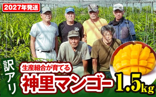 【訳あり】2027年発送 生産組合から直送 神里マンゴー1.5kg