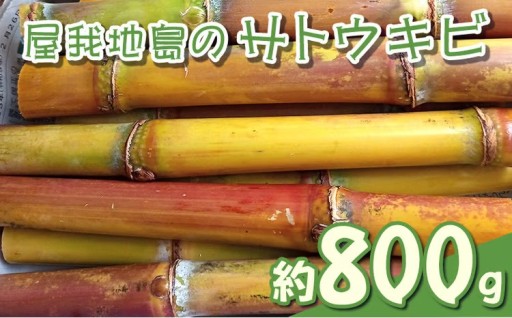 屋我地島のサトウキビ　約800g
