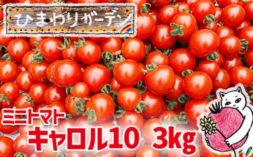 ジューシーで甘酸っぱいうまみのミニトマト