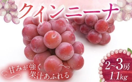 クイーンニーナ 2～3房 計約1.1kg 【2026年9月上旬～10月下旬発送予定】