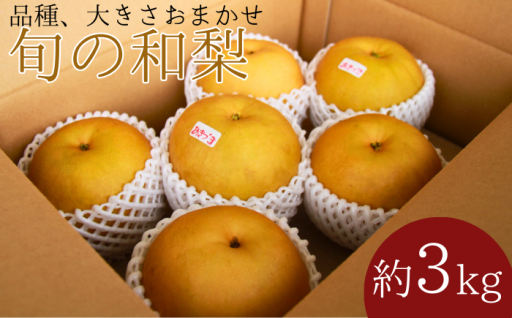 秋の味覚！ 旬 の味覚 和梨 を 農家直送 で！