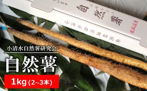 小清水の自然薯 1kg