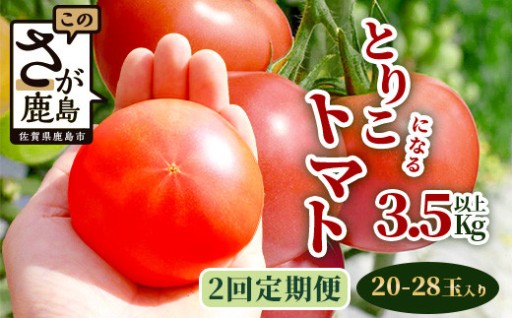 【2回定期便】【先行受付】2026年12月下旬より順次発送予定 とりこになるトマト 3.5kg以上 B-508