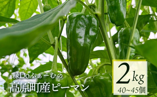 【たかはるのたからもの】採れたて新鮮「ピーマン2kg」