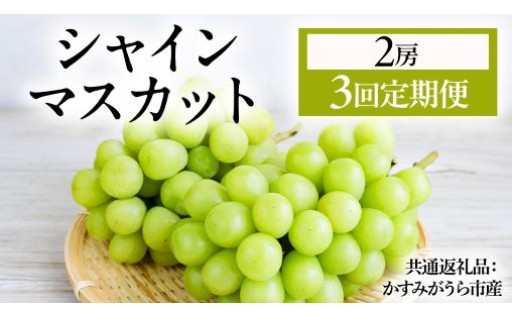 茨城県の豊かな自然の中で育ったシャインマスカットを毎月お届け！