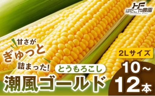 ［2027年発送 先行予約 夏の味覚］潮風ゴールド　2Lサイズ 10～12本 とうもろこし