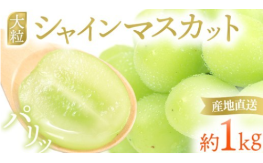 【先行予約】シャインマスカット 約1kg