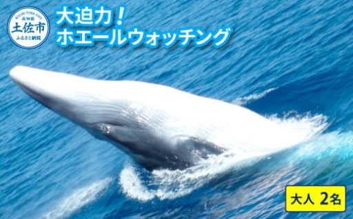 大海原の感動体験！ホエールウォッチング利用券