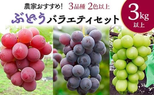 【お気に入りの品種探し♪】農家おすすめ！ぶどうバラエティセット約3kg（3品種2色以上）
