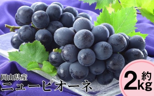 【9月15日まで】先行予約 岡山県産 ニューピオーネ 約2kg（3～6房）