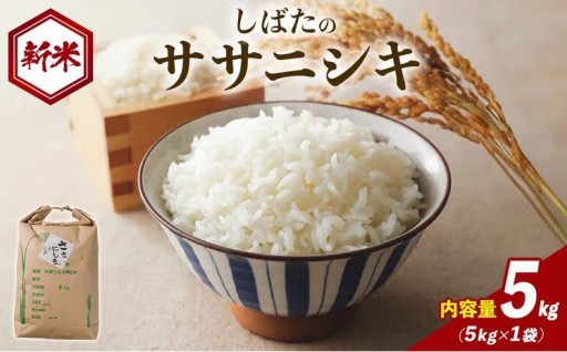 【令和8年産 新米】しばたのササニシキ 精米 5kg