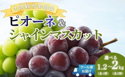 産地直送！岡山の『ピオーネ＆シャインマスカット』