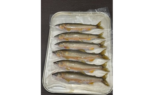 【清流の恵みをそのまま！】老舗料理店が届ける！清らかな佐波川で育った極上天然鮎が大人気！