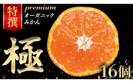 樹上完熟・朝採り当日出荷！オーガニック温州みかん