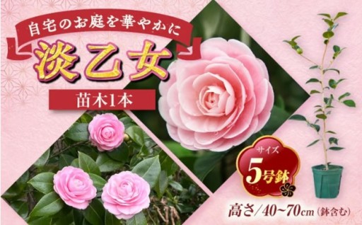 ツバキ専門農家育ち！淡乙女椿5号鉢苗木