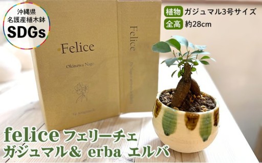 『feliceフェリーチェ』ガジュマル＆ erba エルバ【名護産植木鉢SDGｓ】 