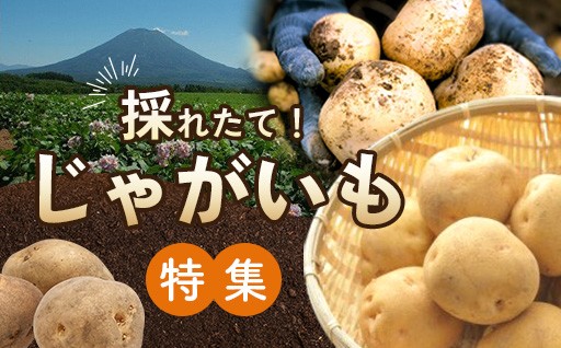 ニセコ町から旬をお届け！〈採れたてじゃがいも特集〉