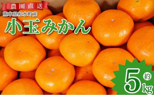 訳あり 小玉 みかん 約 5kg