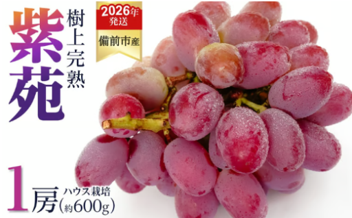 びぜん葡萄「紫苑」（ハウス栽培）1房入
