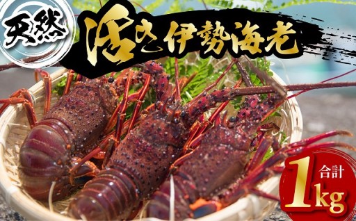 天然 伊勢海老 1kg