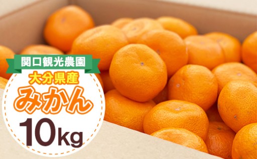 🍊温州みかん🍊約10キロ🍊✨