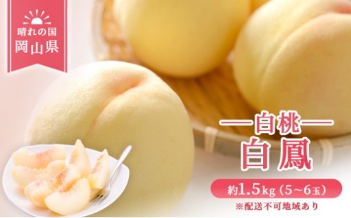 岡山県産 白鳳 （ 白桃 ）約1.5kg(5～6玉)
