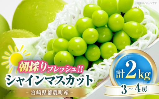 【宮崎県都農町】👑ぶどうの女王様👑シャインマスカット🍇