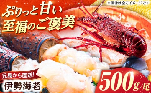 9月解禁！五島の活き伊勢海老