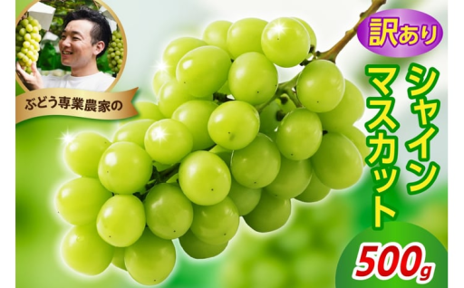 🍇 ＼ 皮ごとパクッ！芳醇で甘い贅沢「シャインマスカット」！ ／ 🍇