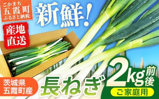 【✨新鮮産地直送✨】五霞町産 長ねぎ 2kg前後