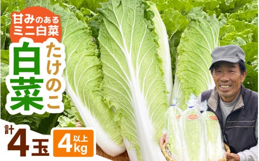 【先行予約】甘みのあるミニ白菜！「たけのこ白菜」！