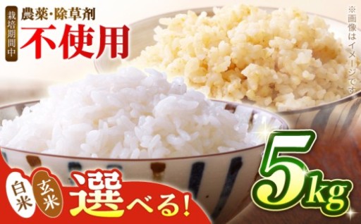R8年度新米予約開始！【白川町のお米】つばくろ米5kg