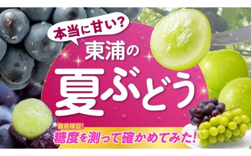 ✨特集記事✨＼徹底検証／東浦の夏ぶどうは本当に甘い？？🍇