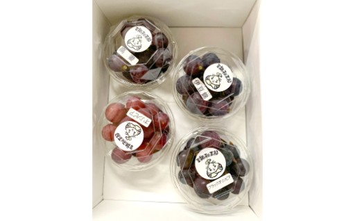 チョイス限定！人気のぶどう4種粒食べ比べ800g