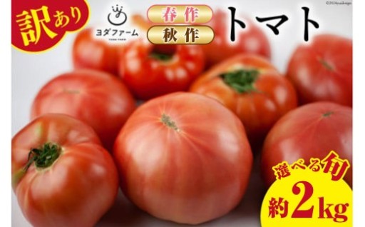 春作 ・ 秋作 訳あり 桃太郎トマト 約2kg ＜選べる発送時期＞