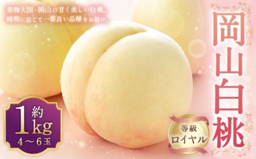 岡山白桃 ロイヤル 4～6玉 約1kg 岡山県産 【2027年7月上旬～8月下旬迄発送予定】 